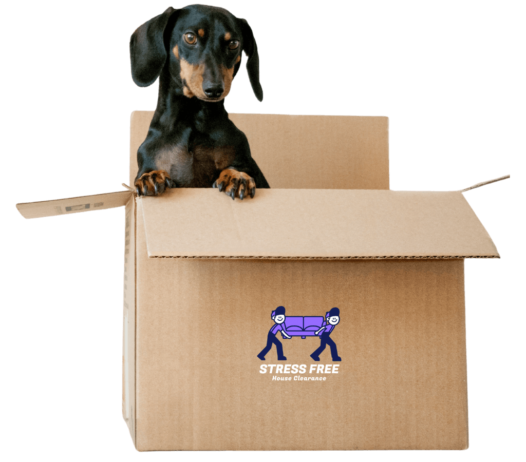 House Clearance Chelmsford Dog