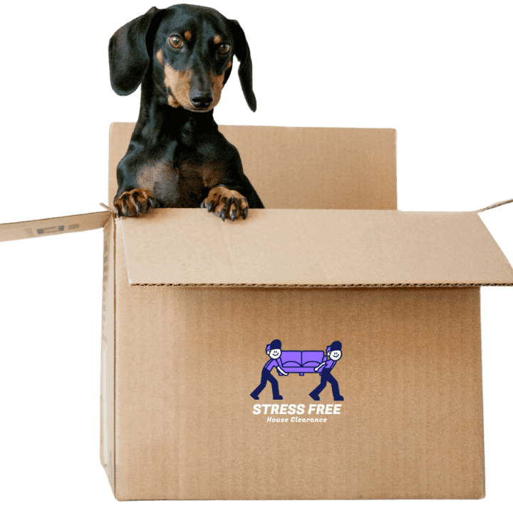 Shenfield House Clearance Dog